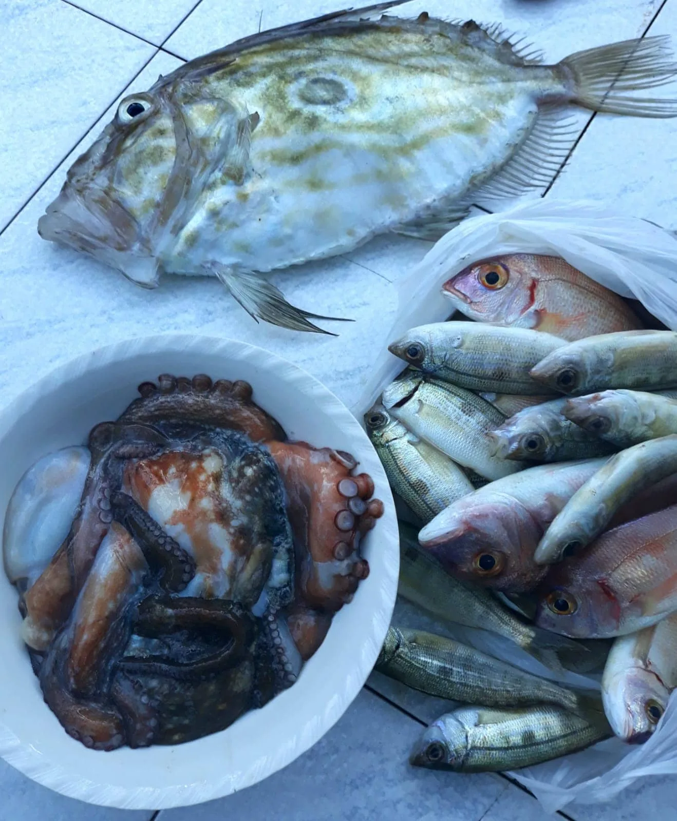 Ribe i hobotnica na tanjuru